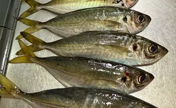 「アジングタックルひとつでアジング＆エギング成立！　両本命をキャッチ」の画像