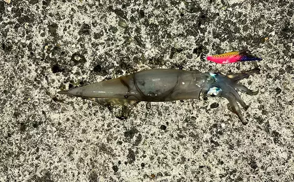 「アジングタックルひとつでアジング＆エギング成立！　両本命をキャッチ」の画像