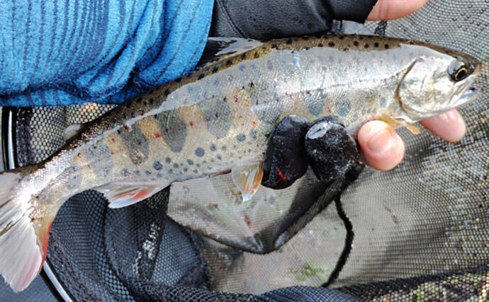旬の渓魚で作るイタリアンレシピ：香草パン粉焼き　サクサク食感がクセになる！