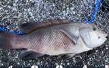 「釣果写真がワンランクアップ　魚を美しく撮影する簡単テクニック3選を解説」の画像2