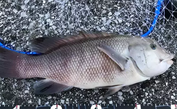 「釣果写真がワンランクアップ　魚を美しく撮影する簡単テクニック3選を解説」の画像