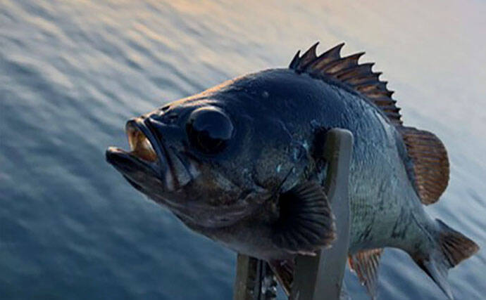 釣果写真がワンランクアップ　魚を美しく撮影する簡単テクニック3選を解説