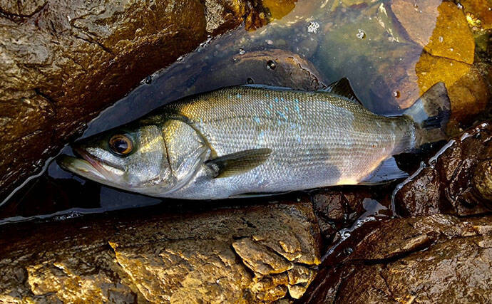 釣果写真がワンランクアップ　魚を美しく撮影する簡単テクニック3選を解説