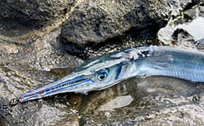 釣果写真がワンランクアップ　魚を美しく撮影する簡単テクニック3選を解説