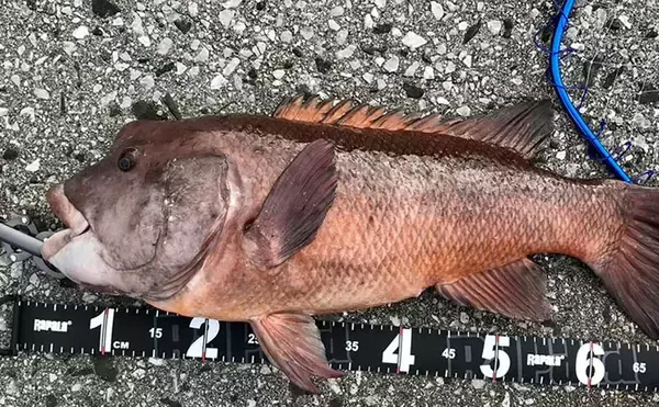 「釣果写真がワンランクアップ　魚を美しく撮影する簡単テクニック3選を解説」の画像