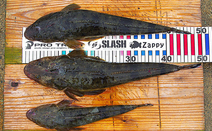 50cm級を頭に「梅雨コチ」3匹キャッチ【兵庫】 ボートキャスティングで朝の時合いを攻略！