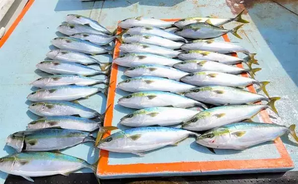 【三重・愛知】沖釣り最新釣果　ジギングでワラサなど青物が大爆釣