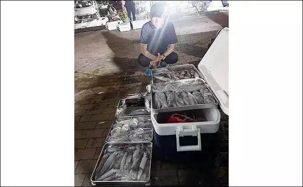「【夜焚きイカ釣果速報】イカメタルでも100尾オーバーと絶好調（福岡）」の画像