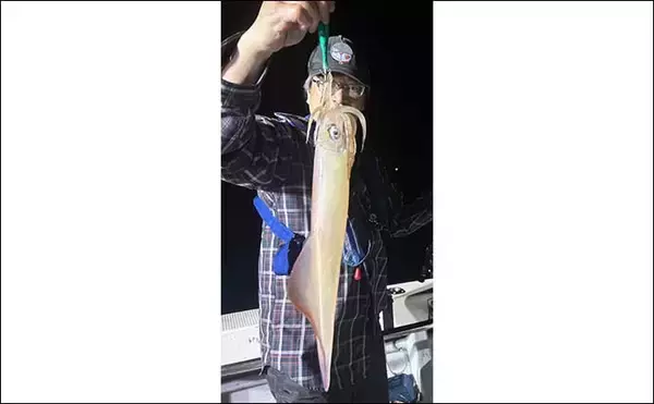 「【夜焚きイカ釣果速報】イカメタルでも100尾オーバーと絶好調（福岡）」の画像