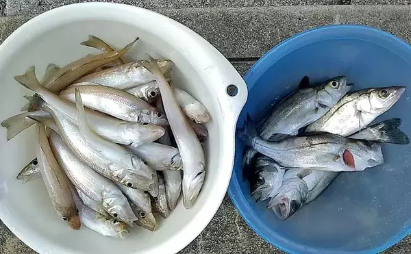 津屋崎海岸の投げ釣りでシロギス50尾手中【福岡】最大20cm級が遠投で連発