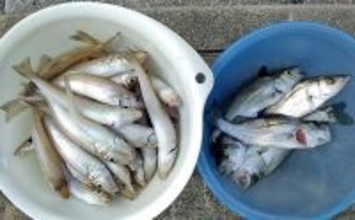 津屋崎海岸の投げ釣りでシロギス50尾手中【福岡】最大20cm級が遠投で連発