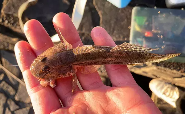 「冬は釣れればデカい！」シーズン終盤のハゼ釣りで20cm頭に落ちハゼ5匹をキャッチ