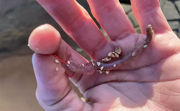 「「冬は釣れればデカい！」シーズン終盤のハゼ釣りで20cm頭に落ちハゼ5匹をキャッチ」の画像