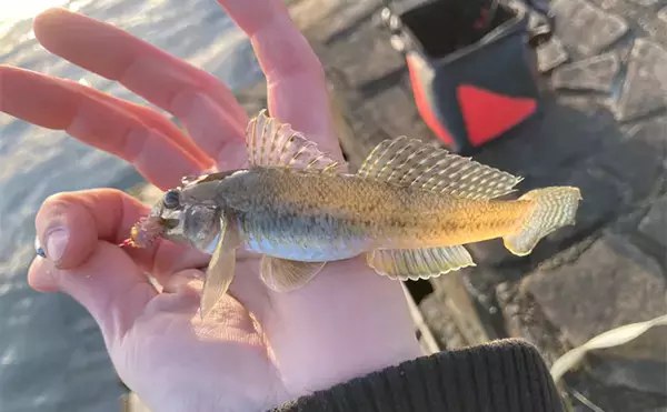 「「冬は釣れればデカい！」シーズン終盤のハゼ釣りで20cm頭に落ちハゼ5匹をキャッチ」の画像