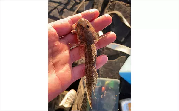 「「冬は釣れればデカい！」シーズン終盤のハゼ釣りで20cm頭に落ちハゼ5匹をキャッチ」の画像