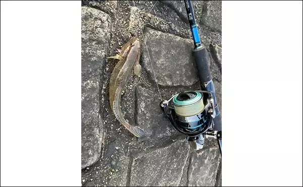 「「冬は釣れればデカい！」シーズン終盤のハゼ釣りで20cm頭に落ちハゼ5匹をキャッチ」の画像