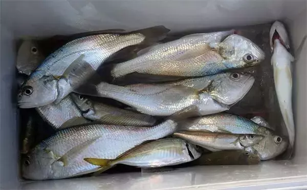 東京湾・船イシモチ釣りで本命19匹【神奈川・鴨下丸】ゲストのシロギスに苦戦？