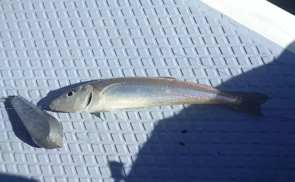 「東京湾・船イシモチ釣りで本命19匹【神奈川・鴨下丸】ゲストのシロギスに苦戦？」の画像