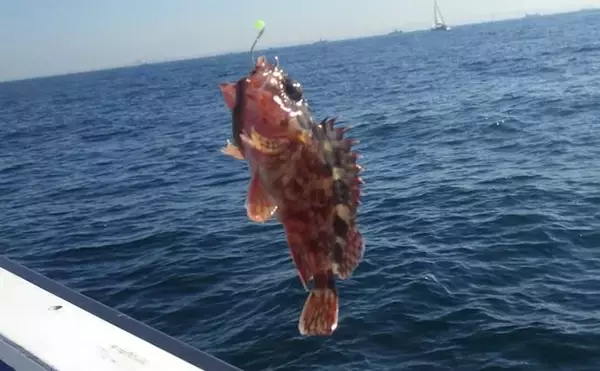 「東京湾・船イシモチ釣りで本命19匹【神奈川・鴨下丸】ゲストのシロギスに苦戦？」の画像