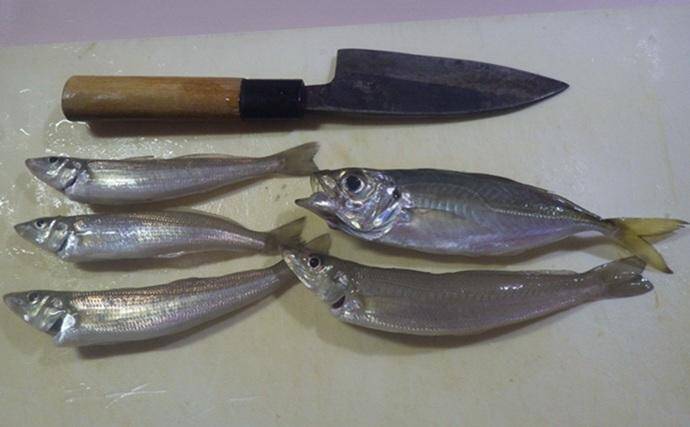 東京湾・船イシモチ釣りで本命19匹【神奈川・鴨下丸】ゲストのシロギスに苦戦？