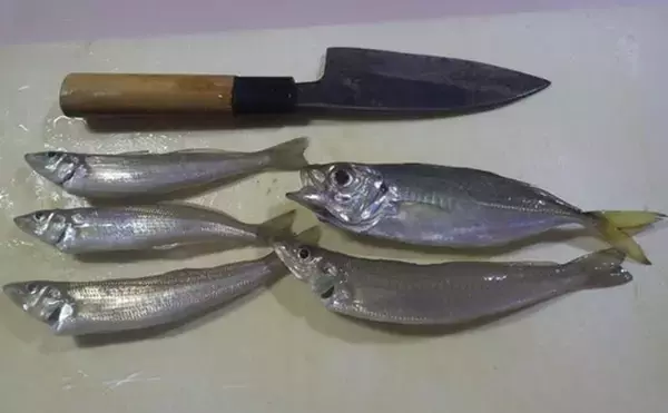 「東京湾・船イシモチ釣りで本命19匹【神奈川・鴨下丸】ゲストのシロギスに苦戦？」の画像