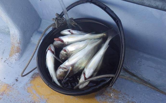 東京湾・船イシモチ釣りで本命19匹【神奈川・鴨下丸】ゲストのシロギスに苦戦？