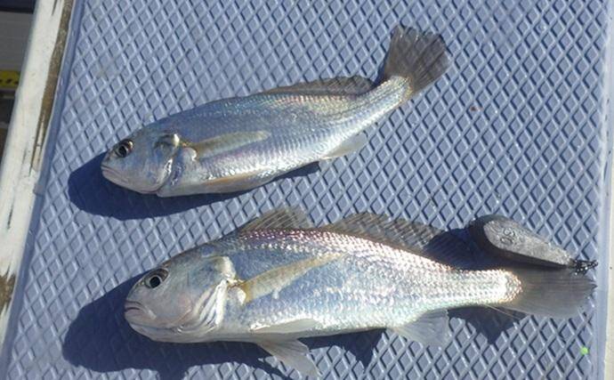 東京湾・船イシモチ釣りで本命19匹【神奈川・鴨下丸】ゲストのシロギスに苦戦？