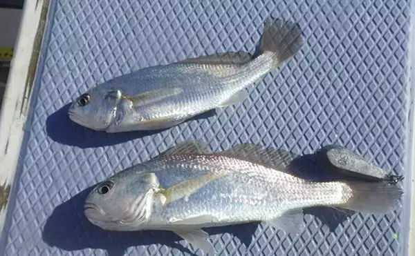 「東京湾・船イシモチ釣りで本命19匹【神奈川・鴨下丸】ゲストのシロギスに苦戦？」の画像