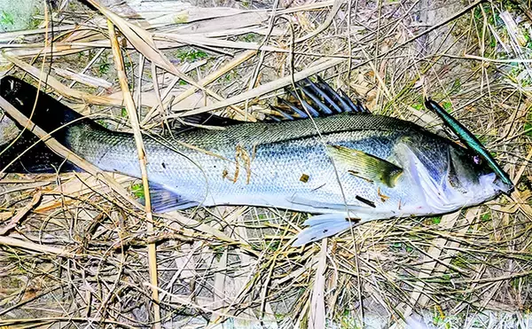 待望のバチ抜けがスタートも釣れない謎【千葉・養老川】時合いも短時間で終了