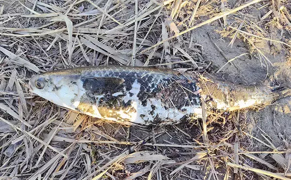 「待望のバチ抜けがスタートも釣れない謎【千葉・養老川】時合いも短時間で終了」の画像