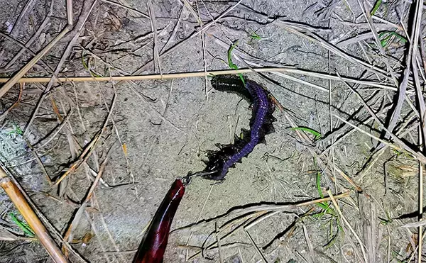 「待望のバチ抜けがスタートも釣れない謎【千葉・養老川】時合いも短時間で終了」の画像