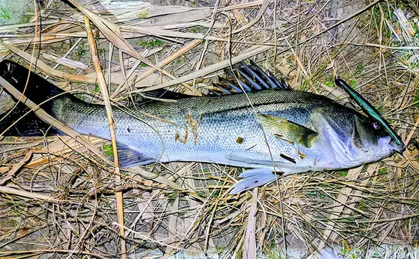 「待望のバチ抜けがスタートも釣れない謎【千葉・養老川】時合いも短時間で終了」の画像