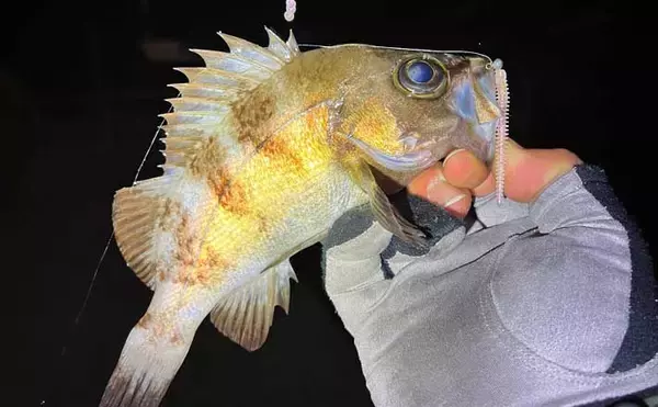 「スナメリはどうやって避ける？」　離島メバリング釣行で25cm頭にメバル連打成功！