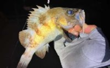 「スナメリはどうやって避ける？」　離島メバリング釣行で25cm頭にメバル連打成功！