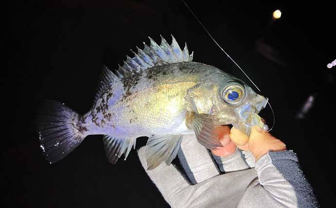 「スナメリはどうやって避ける？」　離島メバリング釣行で25cm頭にメバル連打成功！