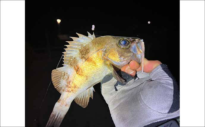 「スナメリはどうやって避ける？」　離島メバリング釣行で25cm頭にメバル連打成功！