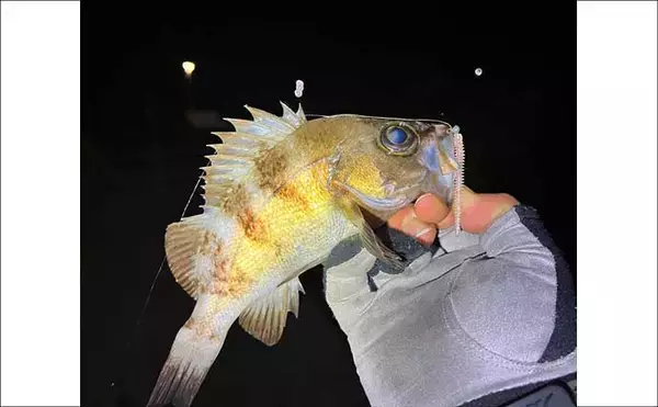 「「スナメリはどうやって避ける？」　離島メバリング釣行で25cm頭にメバル連打成功！」の画像