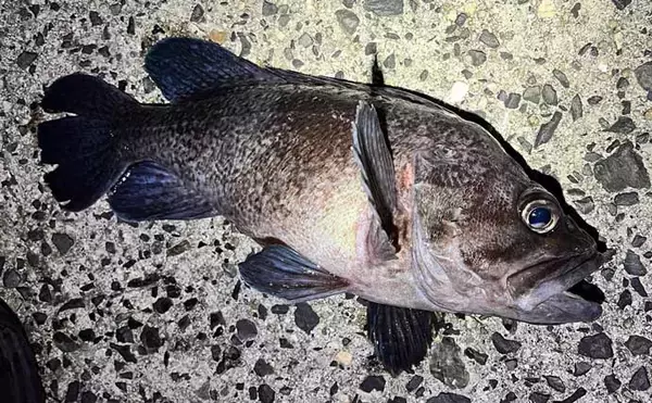 「「スナメリはどうやって避ける？」　離島メバリング釣行で25cm頭にメバル連打成功！」の画像