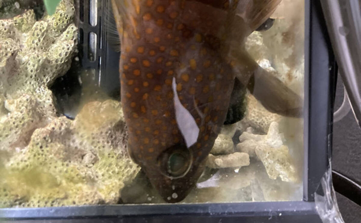 急がない・触らない・明るくしない！」 持ち帰った釣魚を水槽に移す時 
