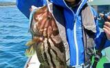 「相模湾「LTヒラメ釣り」でレアな高級魚『ホウキハタ』が浮上【まごうの丸】」の画像1