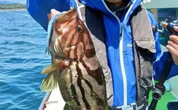 相模湾「LTヒラメ釣り」でレアな高級魚『ホウキハタ』が浮上【まごうの丸】