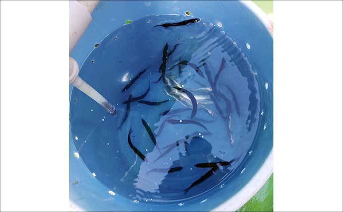 相模湾「LTヒラメ釣り」でレアな高級魚『ホウキハタ』が浮上【まごうの丸】