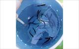 「相模湾「LTヒラメ釣り」でレアな高級魚『ホウキハタ』が浮上【まごうの丸】」の画像3