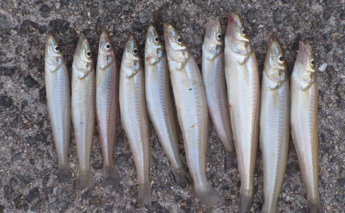 「投げキスが本格化！」お気楽釣行でも良型連発【和歌山】紀ノ川河口で20cm超えが続々