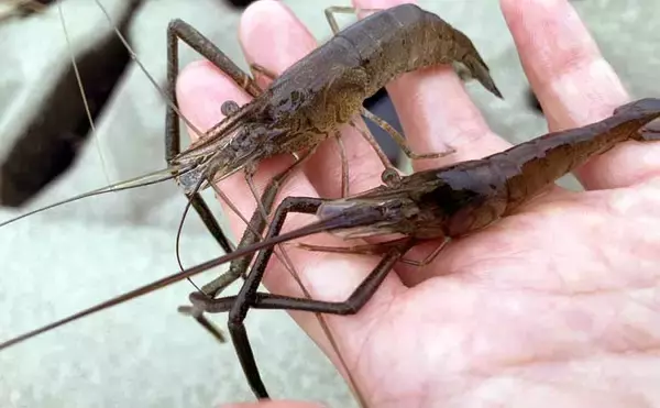 揖斐川河口のテナガエビ釣りで18cm良型オス登場【三重】 夏に向けて益々期待高まる