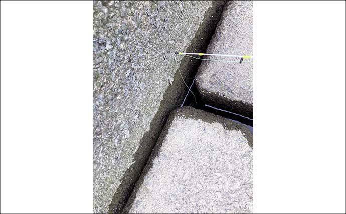 揖斐川河口のテナガエビ釣りで18cm良型オス登場【三重】 夏に向けて益々期待高まる