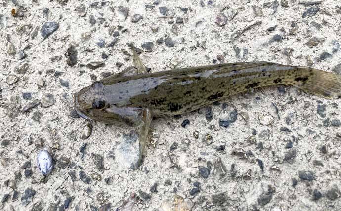揖斐川河口のテナガエビ釣りで18cm良型オス登場【三重】 夏に向けて益々期待高まる