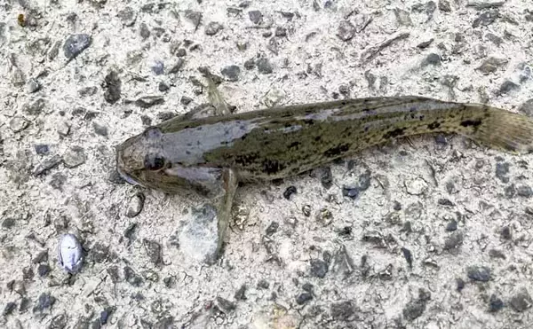 「揖斐川河口のテナガエビ釣りで18cm良型オス登場【三重】 夏に向けて益々期待高まる」の画像