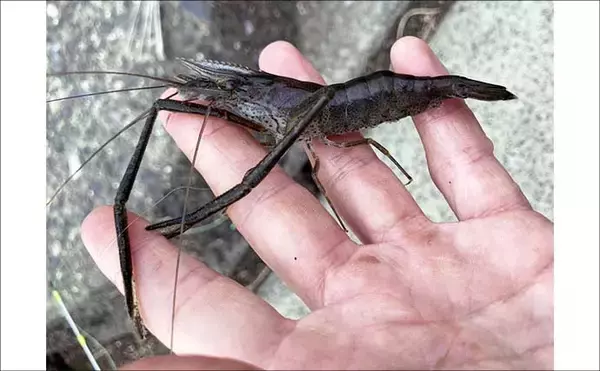「揖斐川河口のテナガエビ釣りで18cm良型オス登場【三重】 夏に向けて益々期待高まる」の画像