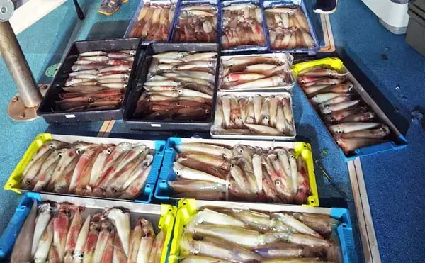 イカメタルでも良型ヤリイカ130杯！夜焚きイカ好調キープ【船釣り釣果最新情報13選・玄界灘】